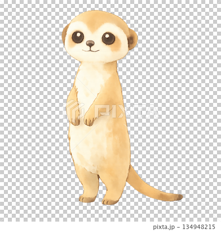 立ち上がったミーアキャットのイラスト 134948215