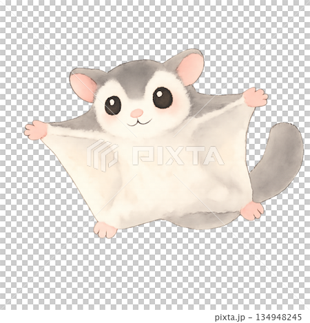 フクロモモンガのイラスト フクロモモンガのイラスト 134948245