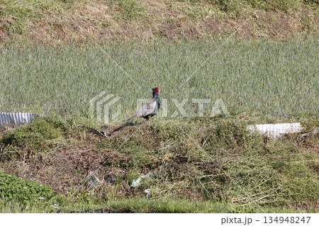 田んぼのあぜ道に田んぼのあぜ道に立つ雉立つ雉 134948247