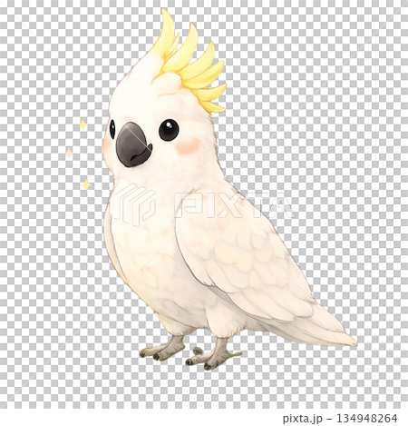 オウムのイラスト オウムのイラスト 134948264