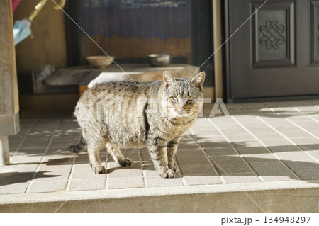 猫 猫 134948297
