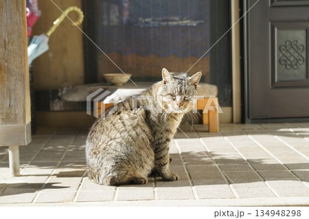 猫 猫 134948298
