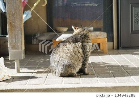猫 猫 134948299