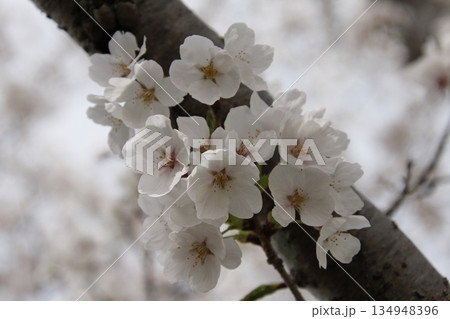 桜の花のある風景 134948396