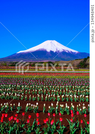 チューリップ畑から望む、冠雪した富士山 チューリップ畑から望む、冠雪した富士山 134948401
