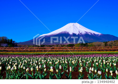 チューリップ畑から望む、冠雪した富士山 チューリップ畑から望む、冠雪した富士山 134948402