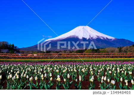 チューリップ畑から望む、冠雪した富士山 134948403