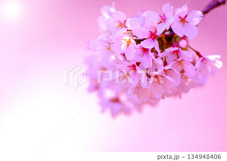 桜の花をマクロ撮影 134948406