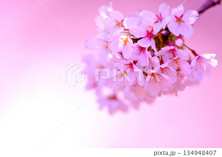 桜の花をマクロ撮影 134948407