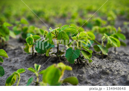 Close view of young soybean plants emerging from dry soil, sustainable farming, early crop growth and agricultural background 134948648