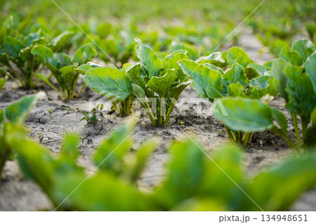 Close view of young beet plants growing on cracked soil, sustainable agriculture, early vegetable growth and farming field background Close view of young beet plants growing on cracked soil, sustainable agriculture, early vegetable growth and farming field background 134948651