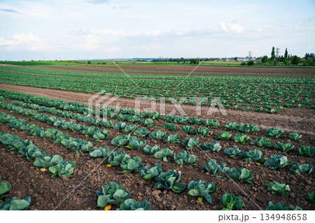 Wide agricultural landscape with green cabbage growing in organized rows, sustainable farming, crop cultivation and rural food supply concept 134948658