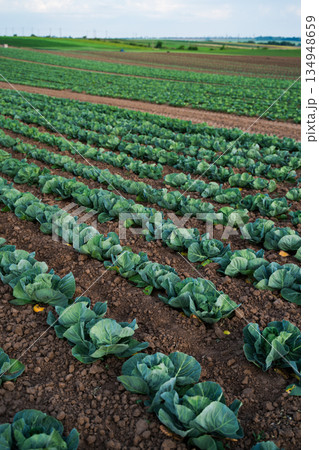 Green cabbage plants growing in wide agricultural field with long rows, sustainable agriculture, crop farming, fertile soil and rural food production landscape Green cabbage plants growing in wide agricultural field with long rows, sustainable agriculture, crop farming, fertile soil and rural food production landscape 134948659
