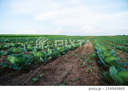 Agricultural cabbage field with straight planting rows, fertile soil, sustainable farming practices, vegetable crops and rural countryside landscape Agricultural cabbage field with straight planting rows, fertile soil, sustainable farming practices, vegetable crops and rural countryside landscape 134948660