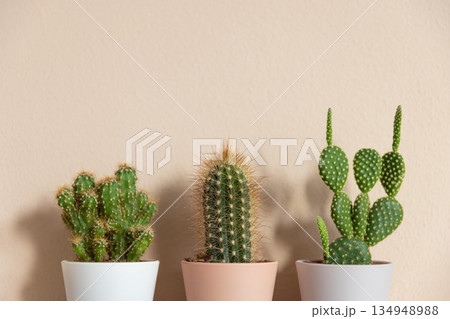 Closeup of cactuses in flowerpots on beige background. Minimal neutral interior design floral composition. 134948988