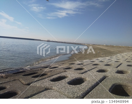 検見川浜の海岸のミユビシギ、ユリカモメ、セグロカモメ 検見川浜の海岸のミユビシギ、ユリカモメ、セグロカモメ 134948994