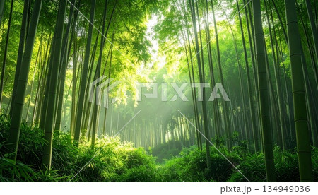 静かな竹林 134949036
