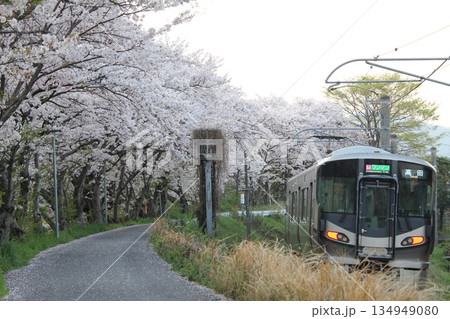 桜並木を行くJR 134949080