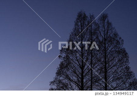 冬の日没後に佇む木々のシルエットと深いブルーの空 134949117