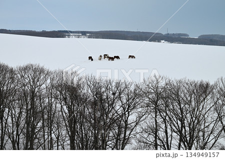 雪の下の草を食べている馬 雪の下の草を食べている馬 134949157