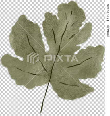 leaf, plant, botanical 134949380