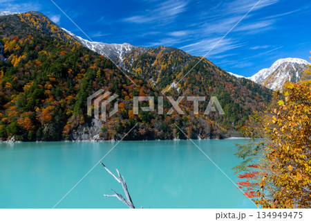 長野県大町市平 枯れ木が残る鮮やかなミルキーブルーの高瀬ダム調整湖の紅葉と青空の冠雪した山々の景色 長野県大町市平 枯れ木が残る鮮やかなミルキーブルーの高瀬ダム調整湖の紅葉と青空の冠雪した山々の景色 134949475