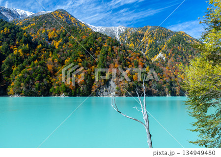 長野県大町市平　枯れ木が残る鮮やかなミルキーブルーの高瀬ダム調整湖の紅葉と青空の冠雪した山々の景色 134949480