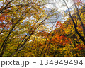色鮮やかに紅葉している西沢渓谷 134949494