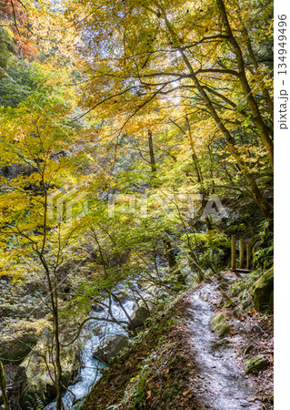 色鮮やかに紅葉している西沢渓谷 色鮮やかに紅葉している西沢渓谷 134949496