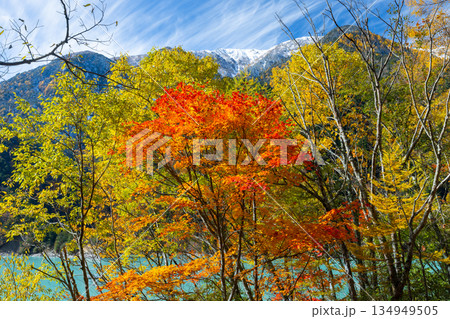 長野県大町市平　鮮やかなミルキーブルーの高瀬ダム調整湖の紅葉と冠雪した山々の景色 134949505