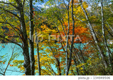 長野県大町市平　鮮やかなミルキーブルーの高瀬ダム調整湖の紅葉と冠雪した山々の景色 134949506