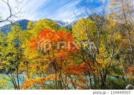 長野県大町市平 鮮やかなミルキーブルーの高瀬ダム調整湖の紅葉と冠雪した山々の景色 長野県大町市平 鮮やかなミルキーブルーの高瀬ダム調整湖の紅葉と冠雪した山々の景色 134949507