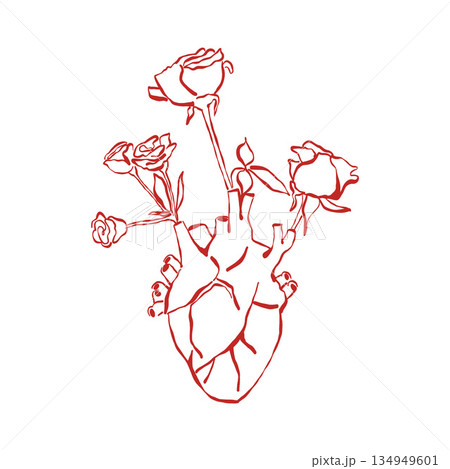 A blossoming anatomical human heart. Vector outline illustration, hand-drawn in vintage style. Heart organ and roses. Design for Valentines Day, tattoo, logo 134949601