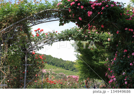 バラ園の薔薇アーチ 134949686