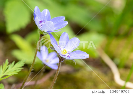 春の庭に咲く紫色の可愛い花　ミスミソウ 134949705