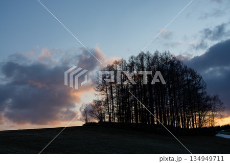 春の夕暮れの丘のカラマツ林 美瑛町 春の夕暮れの丘のカラマツ林 美瑛町 134949711