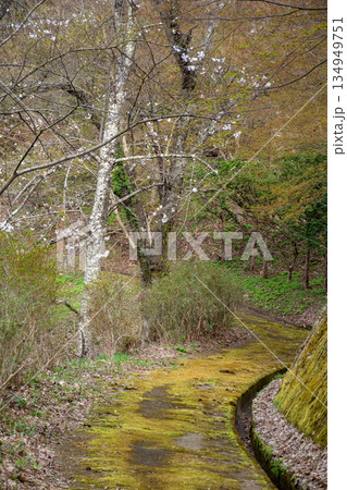 桜が咲く苔むした古道 134949751
