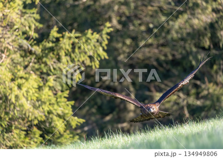 Golden eagle is flying against the camera outside. Golden eagle is flying against the camera outside. 134949806