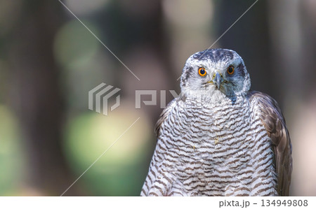 Goshawk portrait in wildlife. 134949808