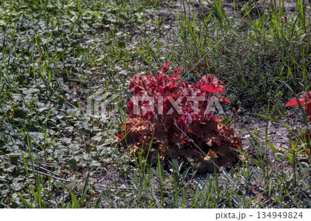 Vibrant red leaves of Heuchera Caramel, a popular Heuchera villosa hybrid, in garden. Close-up 134949824