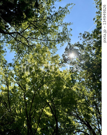 新緑の美しい木々と爽やかな青空の風景 木漏れ日が差し込む初夏の森林のイメージ 134949826