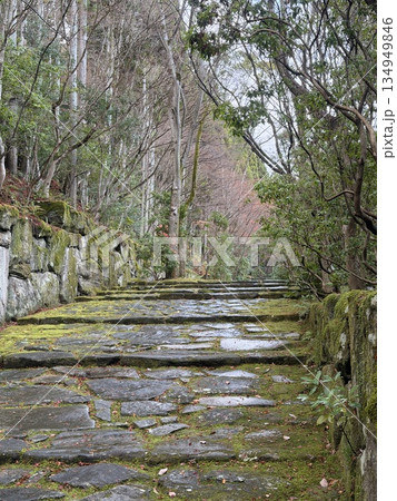 苔むした石段 苔むした石段 134949846