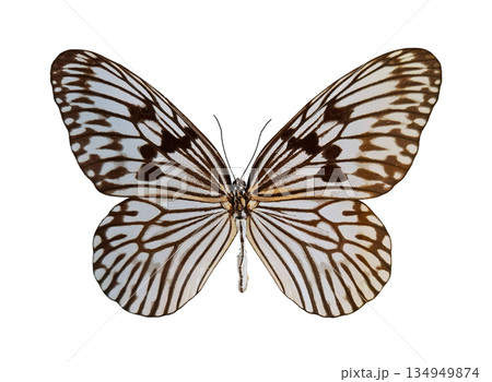 A Rice Paper Prince butterfly is displayed isolated on a white background. The butterfly features distinct wing patterns and colors, highlighting its natural beauty and intricate design. A Rice Paper Prince butterfly is displayed isolated on a white background. The butterfly features distinct wing patterns and colors, highlighting its natural beauty and intricate design. 134949874