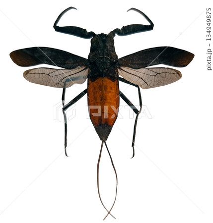Water scorpion Nepa rubra is shown in isolation. It highlights its body structure and features such as wings, legs, and tail. This species is often found in freshwater habitats. 134949875