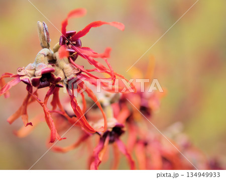 3月に咲いたハマメリス・インターメディア「ダイアン」の赤い花 3月に咲いたハマメリス・インターメディア「ダイアン」の赤い花 134949933