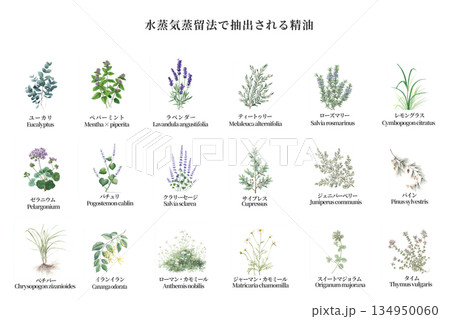 水蒸気蒸留法で抽出される精油 18種 水蒸気蒸留法で抽出される精油 18種 134950060