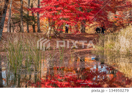 豊田市のタカドヤ湿地の風景(愛知県) 134950279