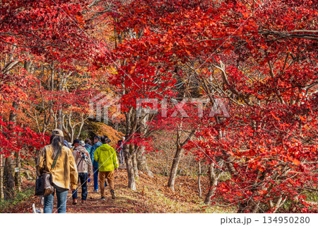 豊田市のタカドヤ湿地の風景(愛知県) 豊田市のタカドヤ湿地の風景(愛知県) 134950280