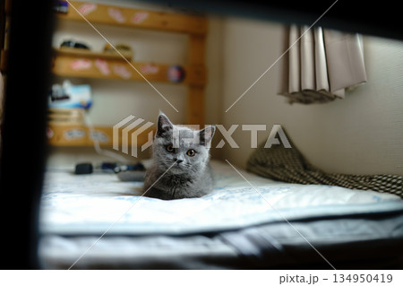 お休み中のブリティッシュショートヘアの子猫 お休み中のブリティッシュショートヘアの子猫 134950419