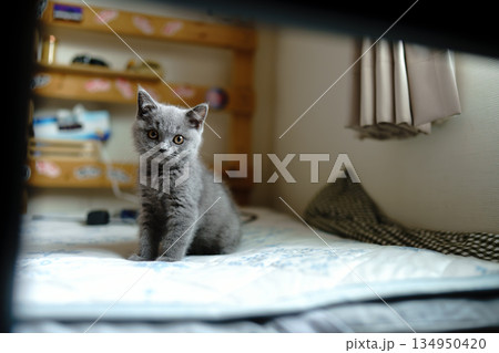 お休み中のブリティッシュショートヘアの子猫 134950420